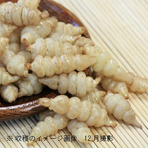 Amazon.co.jp: 岩手県産チョロギ 種芋20個 長老喜/生芋/栽培期間中農薬
